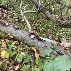 Punctelia jeckeri