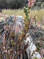 Eriogonum wrightii membranaceum