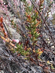 Eriogonum wrightii membranaceum