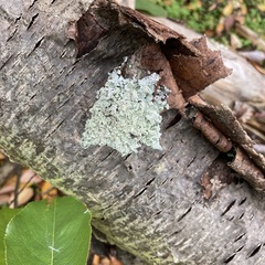 Punctelia jeckeri