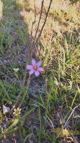 Image of Sisyrinchium Minutiflorum (Sisyrinchium minutiflorum) by no rights reserved
