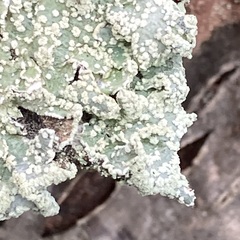 Punctelia jeckeri