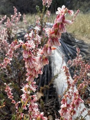 Eriogonum wrightii membranaceum