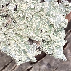 Punctelia jeckeri