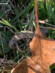 Podarcis siculus campestris