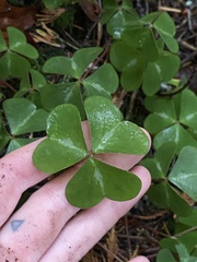 Oxalis oregana