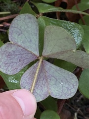Oxalis oregana