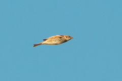 Passer hispaniolensis