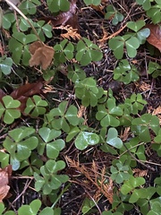 Oxalis oregana