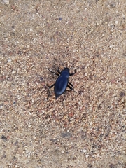 Blaps lusitanica
