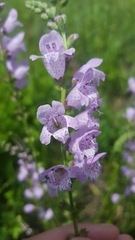 Physostegia intermedia