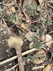 Compsocryptus texensis