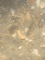 Archosargus probatocephalus