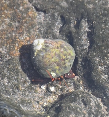 Clibanarius aequabilis