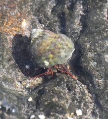 Clibanarius aequabilis
