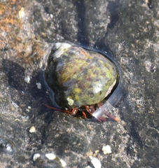 Clibanarius aequabilis