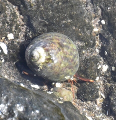 Clibanarius aequabilis