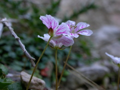 Erodium reichardii