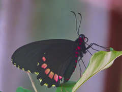 Parides erithalion
