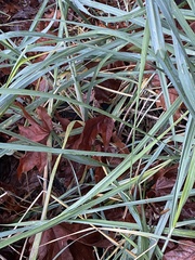 Leymus mollis