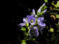 Veronica prostrata