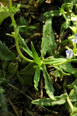 Veronica prostrata
