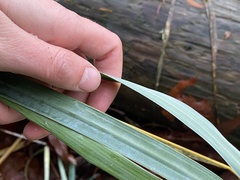 Leymus mollis