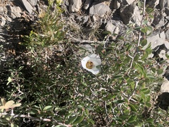Calochortus bruneaunis