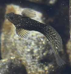 Parablennius parvicornis
