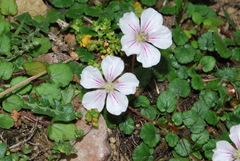 Erodium reichardii