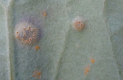 Puccinia poarum