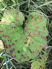 Puccinia poarum