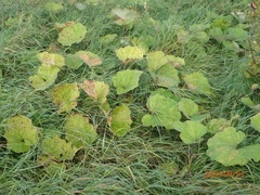 Puccinia poarum