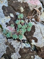 Sedum hispanicum
