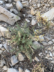 Lomatium parryi
