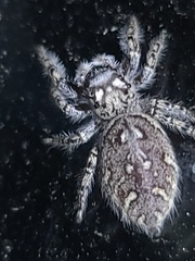 Phidippus mystaceus