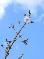 Mimosa pigra