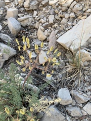 Lomatium parryi