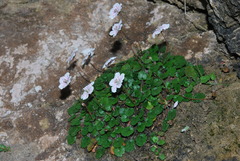 Erodium reichardii