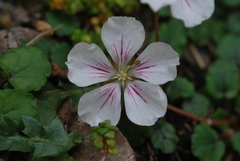 Erodium reichardii