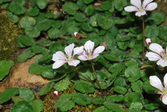 Erodium reichardii