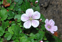 Erodium reichardii