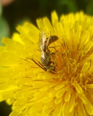 Sphecodogastra