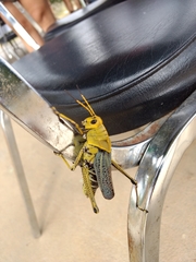 Taeniopoda tamaulipensis