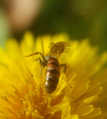 Sphecodogastra