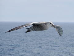 Macronectes giganteus