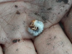 Amphimallon solstitiale