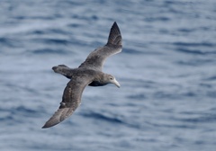 Macronectes giganteus