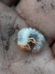 Amphimallon solstitiale