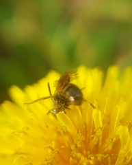 Sphecodogastra